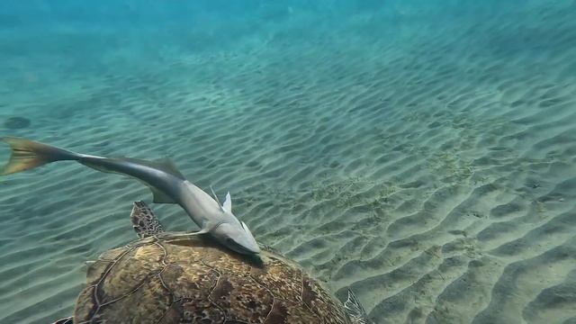 Abu Dabbab Bay - Marsa Alam