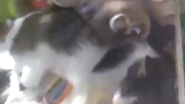 Кот в игральном автомате смотреть онлайн
