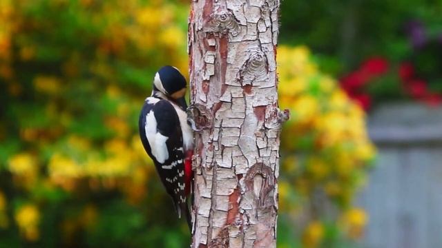 Nature Birds Sounds For Relaxing | Most Amazing Birds Of The World | Stress Relief | Piano Music