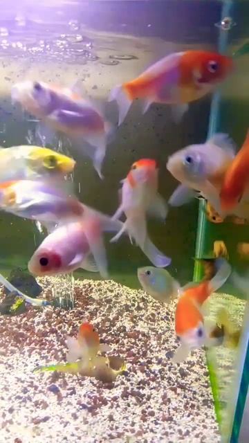 ikan komet смотреть онлайн