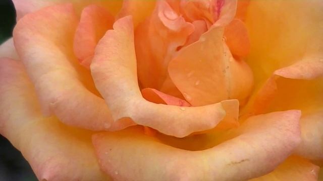 Rose смотреть онлайн