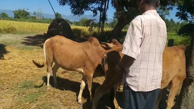 Ox and cow mate || powerfull ox get chance for matting || смотреть онлайн