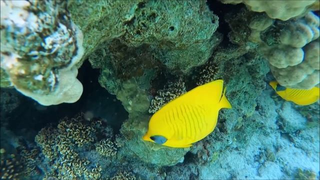 Marsa Alam - Pensee Royal Garden 2021 - Underwater смотреть онлайн