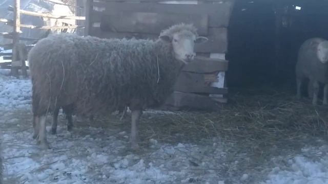 Купили барана на розведення смотреть онлайн