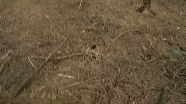 Mercury 80 Bigfoot - Orb In The Spectrum