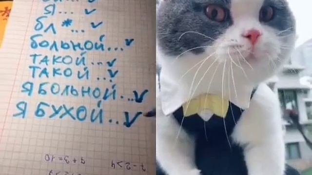 Угарал пол часа!!! ГОВОРЯЩИЙ кот XD смотреть онлайн