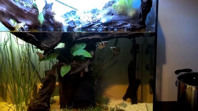 Archer Tank смотреть онлайн