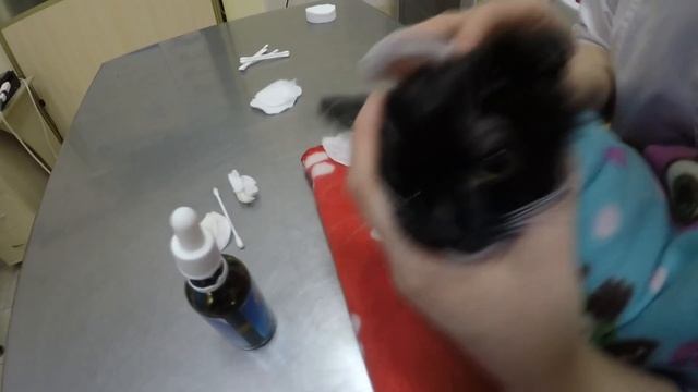 Дневник кошечки Пуси. У ветеринара