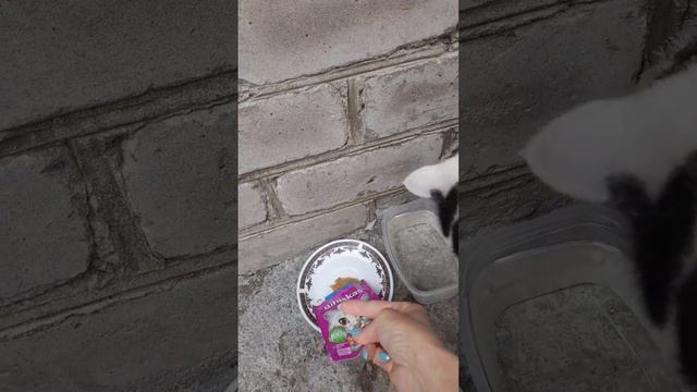 кормлю уличную кошку, которая живёт в колодце смотреть онлайн