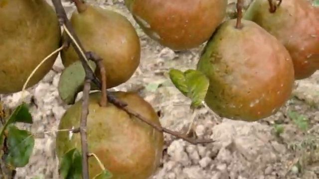 Рассветное пламя