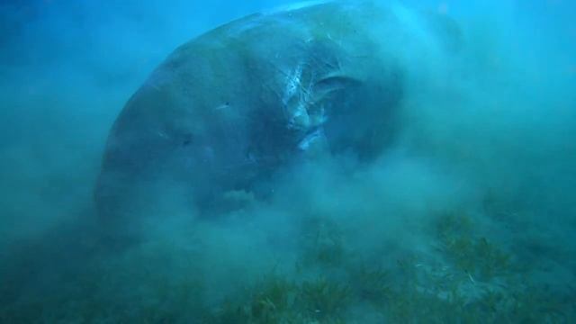 Marsa_Alam_dugong смотреть онлайн