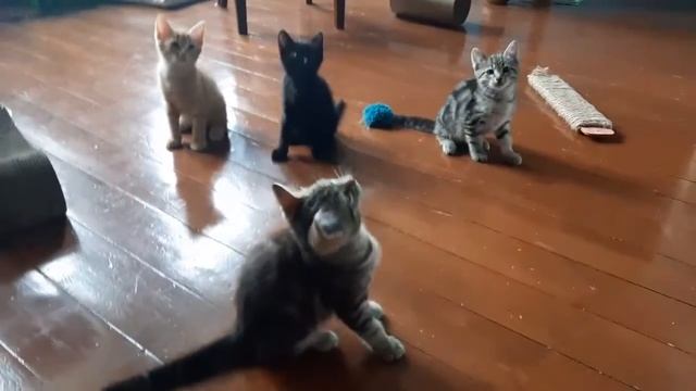 Котики ищут дом смотреть онлайн