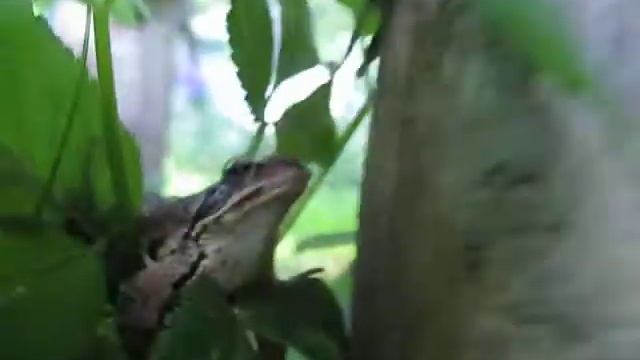 frog смотреть онлайн