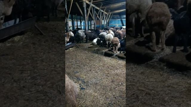 В каком возрасте лучше крыть овец смотреть онлайн