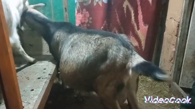 04.01.2023. Підготовка до окоту. Як розходяться зв'язки тазу смотреть онлайн