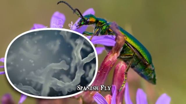 Discovering the Toxic Side of 12 Animals You Thought Were Harmless смотреть онлайн