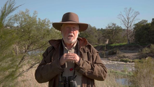 The Australian Raven, Bush Stone-curlew, Roadrunner, and Birding in Molongolo River | WBW Week 40 смотреть онлайн