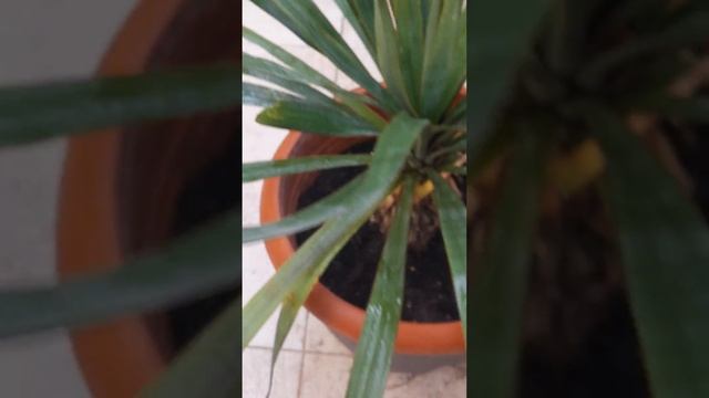 НЕОБЫЧНЫЕ ВЕЩИ. Цветы и пальмы тоже любят душ👍 смотреть онлайн