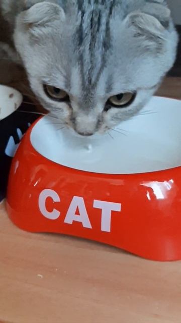 Кошка пьет молоко под КиШ смотреть онлайн