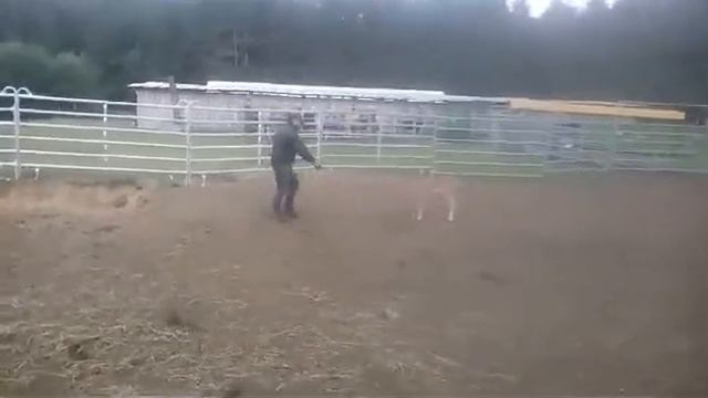 Harosaia tiolca смотреть онлайн