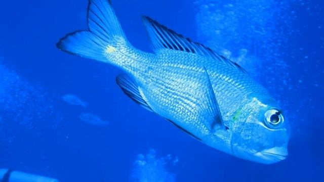 Elphinstone Reef, Abu Dahbab: Scuba Diving At Marsa Alam