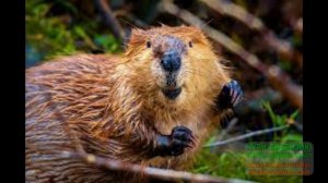 бобр огромный бобр.