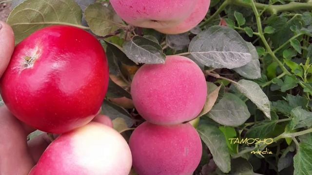 МАТЬ ПРИРОДА СОТВОРИЛА ТАКУЮ КРАСОТУ