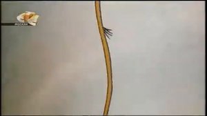 Дятел Вуди Вудпекер с 96 по 100 серию