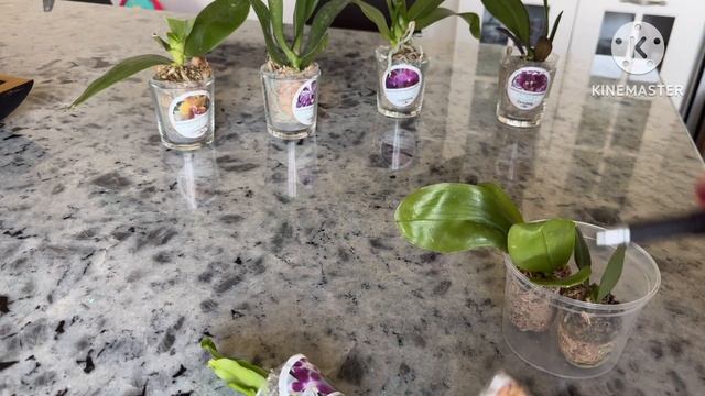 Распаковка орхидей от @orhorai 🧐🤗😉 #phal #orchid #распаковкапосылок смотреть онлайн