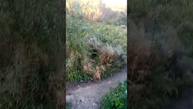 камышин утро родник. смотреть онлайн