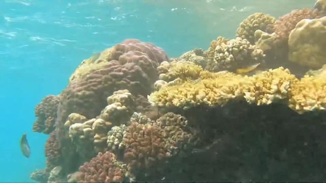 Šnorchlování korálové útesy - Shams Alam Beach Resort - Marsa Alam - Egypt смотреть онлайн