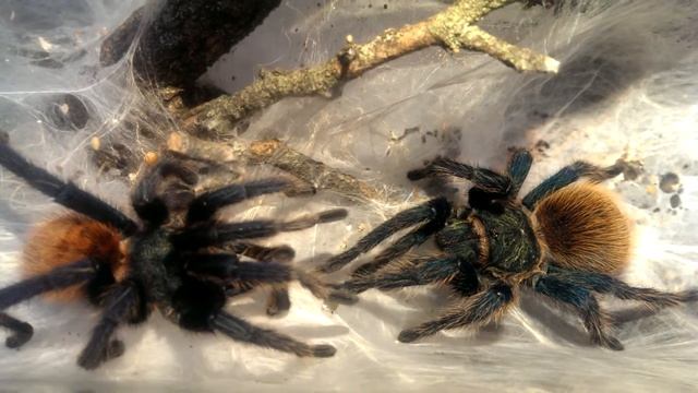 Chromatopelma cyaneopubescens párzás смотреть онлайн