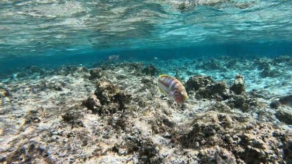 Marsa Alam - Lazuli Hotel Reef Jan-2024