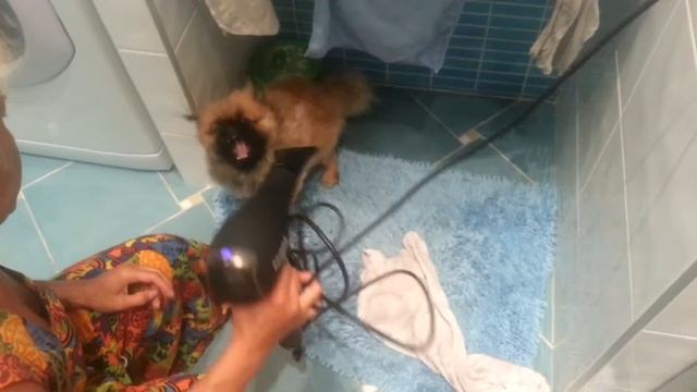 сушка собаки смотреть онлайн