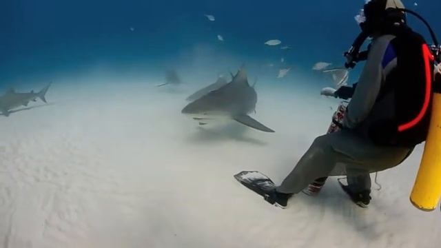 Bull Shark dives HD смотреть онлайн
