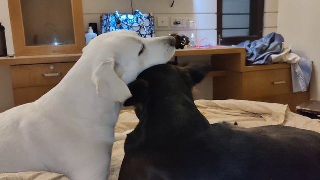 Monty and Aakash Ki Baat Hee Alag Hai Vlog #118 смотреть онлайн