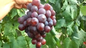 Виноград Рошфор