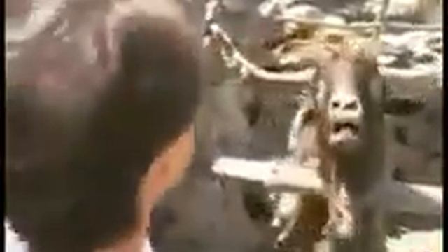 разборки человека и козы