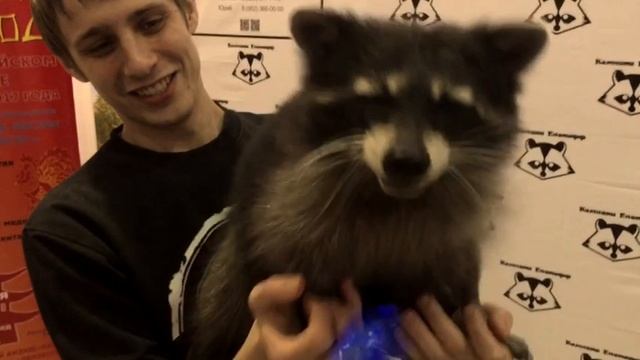 Мой енот ! Тимофей и дудочка 😂🙈 смотреть онлайн