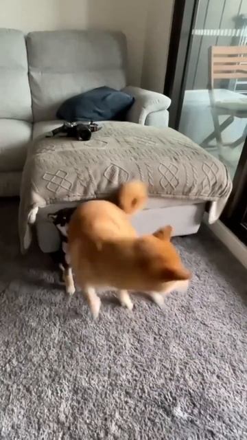 Милые собачки веселятся)  Видео с собаками. Веселые собачки играются. Игривые собачки #shorts