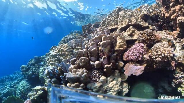 2022 01 25 Marsa Alam 2022 смотреть онлайн