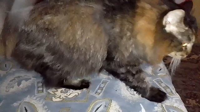 Кот Марс. Прогулка. Хотел подраться, но почесуньки оказались важнее. смотреть онлайн