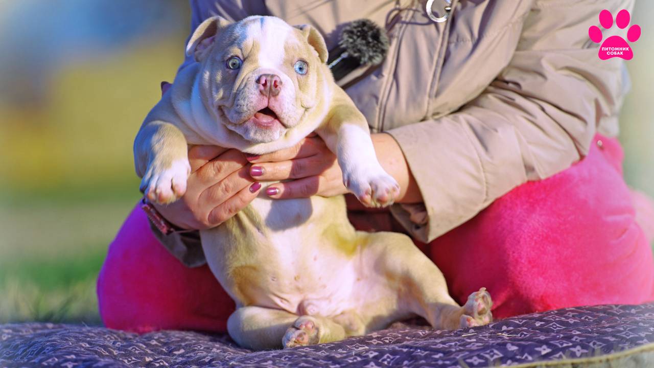 Последний Английский Бульдог в нашем питомнике! Больше не будет никогда! смотреть онлайн