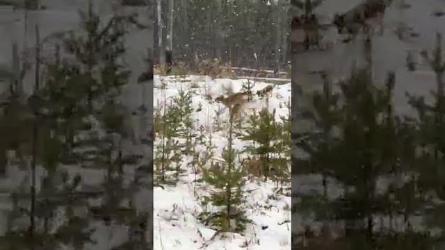 волки по дороге на Вуктыл смотреть онлайн