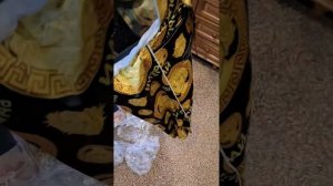 распаковка и сборка тележки сумки