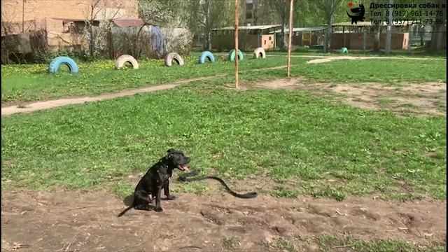Английский стаффордширский бультерьер Марс. Индивидуальное занятие по дрессировке. Тольятти. смотреть онлайн