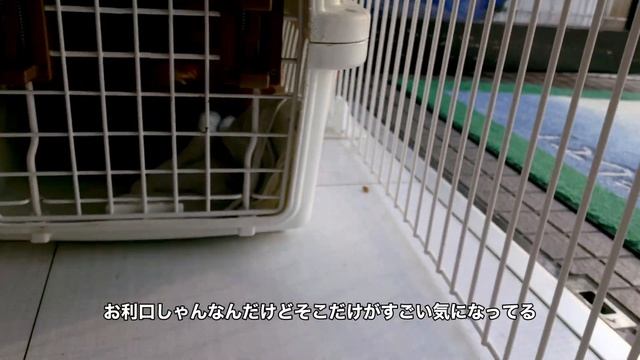 【卒業】保護犬 これが最後の１日　明日から家庭犬へ【rescue dog】 смотреть онлайн