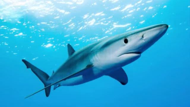 The top 10 Most Dangerous Sharks in the WORLD смотреть онлайн