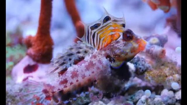 Aquarium von Roland K www meerwasserriff forum de смотреть онлайн