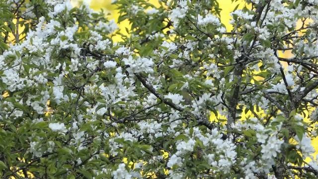 14 мая — Радоница. Что можно и нельзя делать #традиции #обряды #приметы смотреть онлайн